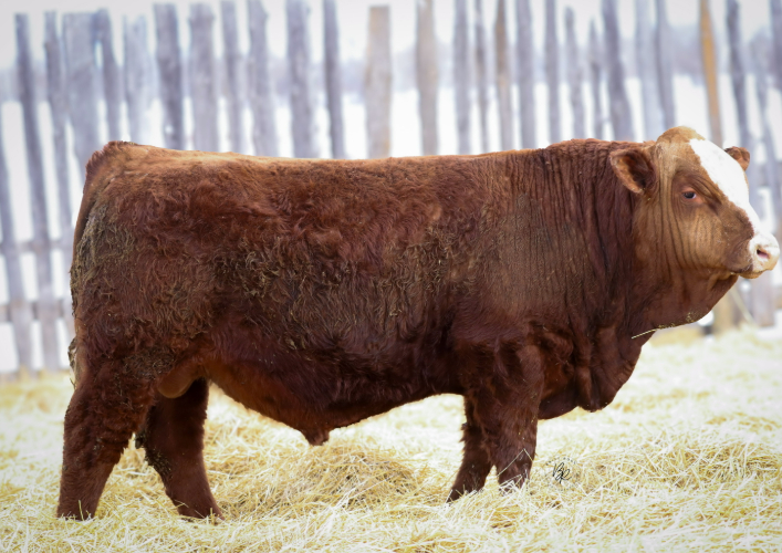 bull